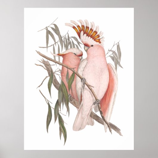 かわいいビーチピンクのコカトスヴィンテージデコールポスター ポスター (正面)