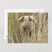 かわいいピグポストカード ポストカード (正面/裏面)