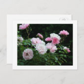 かわいいピンクと白のバラの花の木。花をモチーフにした ポストカード (正面/裏面)