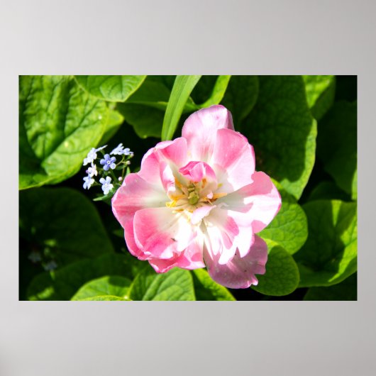 かわいいピンクのチューリップ ポスター (正面)