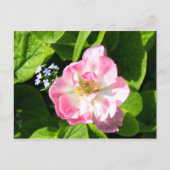 かわいいピンクのチューリップ ポストカード (正面)