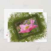 かわいいピンクのポピー写真 ポストカード (正面/裏面)