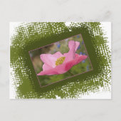 かわいいピンクのポピー写真 ポストカード (正面)