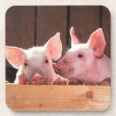 かわいいピンクの子豚の動物写真 コースター (正面)