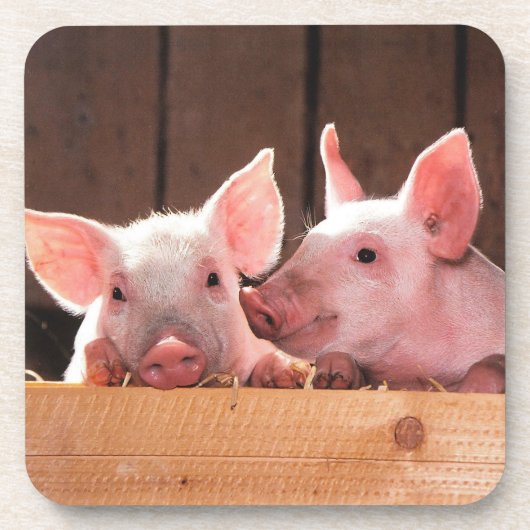 かわいいピンクの子豚の動物写真 コースター (正面)