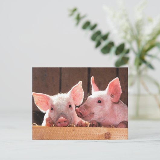 かわいいピンクの子豚の動物写真 ポストカード (スタンド正面)
