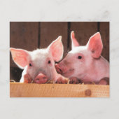 かわいいピンクの子豚の動物写真 ポストカード (正面)