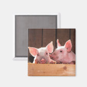 かわいいピンクの子豚の動物写真 マグネット (正面/裏面)