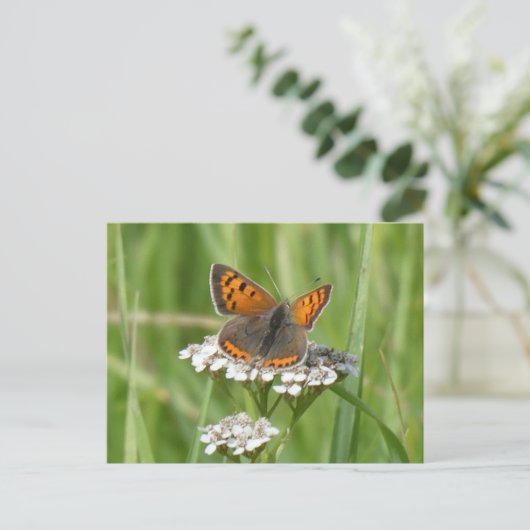 かわいいファイアバタフライDIYはがき ポストカード (スタンド正面)