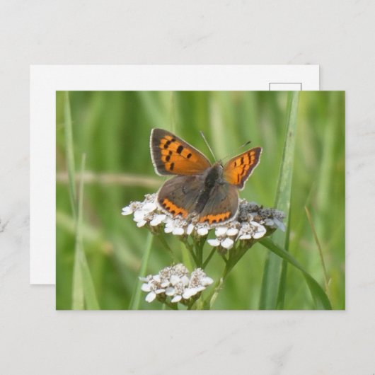 かわいいファイアバタフライDIYはがき ポストカード (正面/裏面)