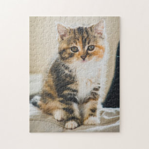 かわいいファジーカリコ虎猫子猫の写真 ジグソーパズル