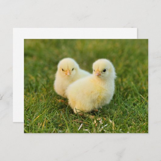 かわいいファジーベビーチックスおもしろい – 動物の飼育 ポストカード (正面/裏面)