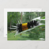 かわいいファジー毛虫 ポストカード (正面/裏面)