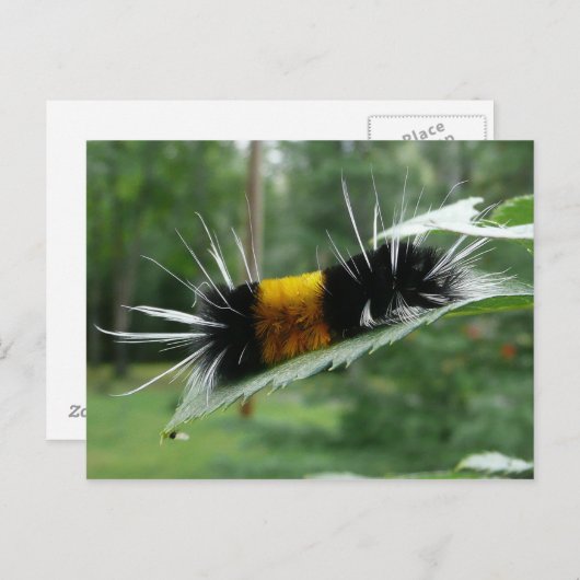 かわいいファジー毛虫 ポストカード (正面/裏面)