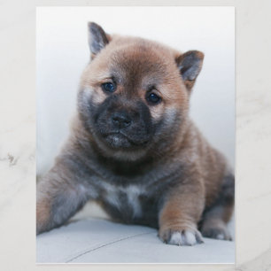 かわいいファジー犬 チラシ