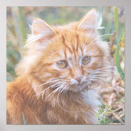 かわいいファンキージンジャーキャットキッ絵画テン ポスター