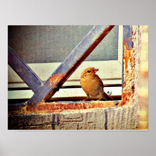 かわいいフィンチ ポスター (正面)