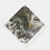 かわいいフクロウ (コーナー)