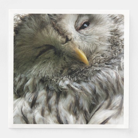 かわいいフクロウ (正面)