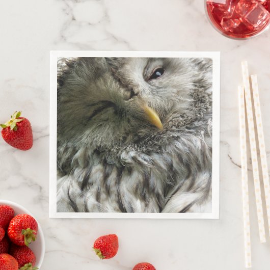 かわいいフクロウ (インサイチュ)