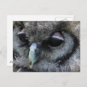 かわいいフクロウ ポストカード (正面/裏面)