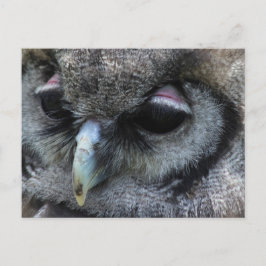 かわいいフクロウ ポストカード