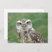 かわいいフクロウDIYはがき ポストカード (正面/裏面)