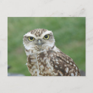 かわいいフクロウDIYはがき ポストカード