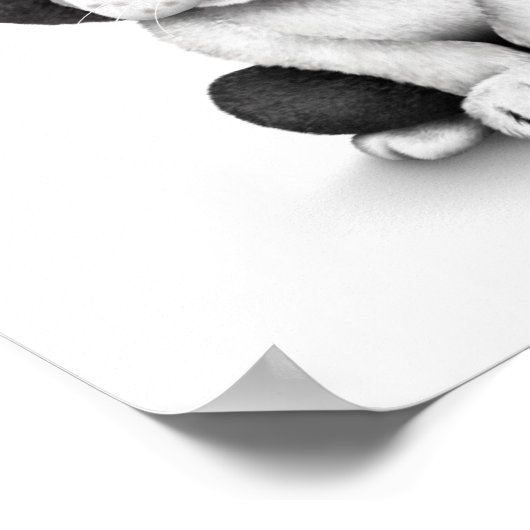 かわいいフランスのブルドッグの子犬を白に ポスター (角)