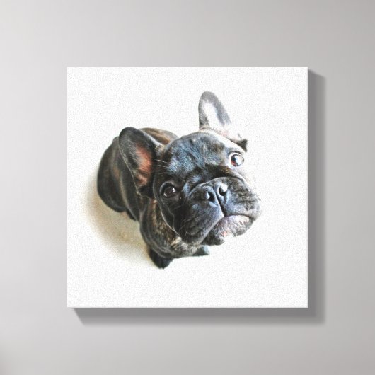 かわいいフランスのブルドッグの子犬 キャンバスプリント (正面)