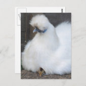 かわいいフワフワの白鶏と雛はがき ポストカード (正面/裏面)