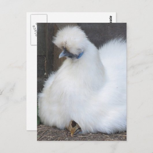 かわいいフワフワの白鶏と雛はがき ポストカード (正面/裏面)