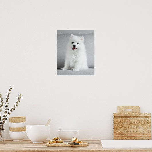 かわいいフワフワ日本のスピッツ子犬 ポスター (キッチン)