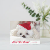 かわいいフワフワ白マルチーズパピードインザサンタハット ポストカード (スタンド正面)