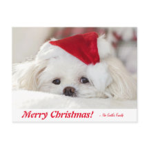 かわいいフワフワ白マルチーズパピードインザサンタハット