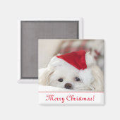 かわいいフワフワ白マルチーズパピードインザサンタハット マグネット (正面/裏面)
