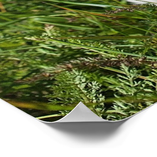 かわいいフワフワ白マルチーズ子犬 ポスター (角)