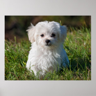 かわいいフワフワ白マルチーズ子犬 ポスター
