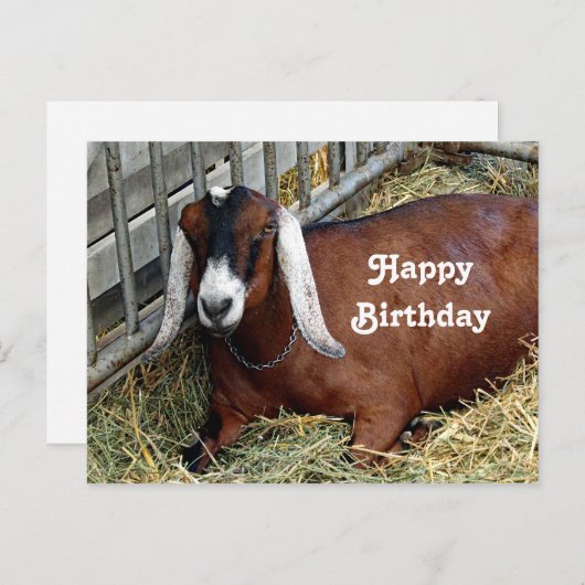 かわいいブラウンのヌビアンヌ goat の写真の誕生日 ポストカード (正面/裏面)