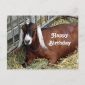 かわいいブラウンのヌビアンヌ goat の写真の誕生日 ポストカード (正面)
