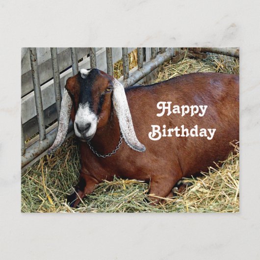 かわいいブラウンのヌビアンヌ goat の写真の誕生日 ポストカード (正面)
