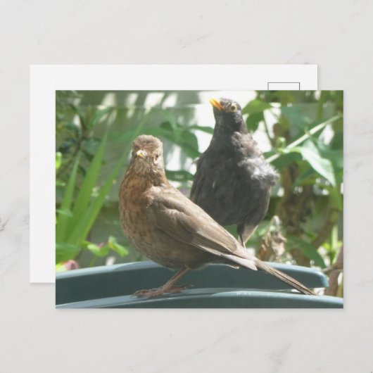 かわいいブラックバーズペアDIYはがき ポストカード (正面/裏面)