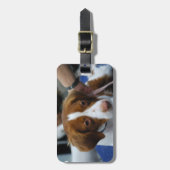 かわいいブリッタニースパニエル犬 ラゲッジタグ (正面縦)