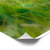 かわいいブリティッシュ・ショートヘアの子猫たち|過去記事 ポスター (コーナー)