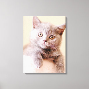 かわいいブリティッシュ・ショートヘア キャンバスプリント