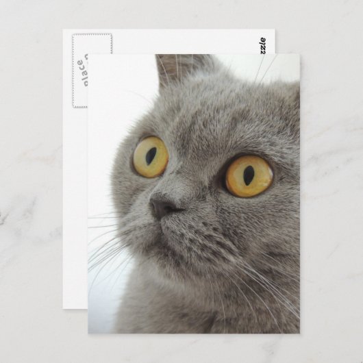 かわいいブリティッシュ・ショートヘア ポストカード (正面/裏面)