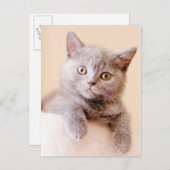 かわいいブリティッシュ・ショートヘア ポストカード (正面/裏面)