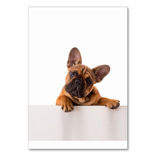 かわいいブルドッグ |本当に可愛い、イギリスのブルドッグ テーブルナンバー (正面)