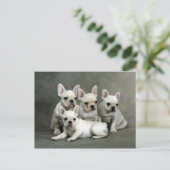 かわいいブルドフランスのッグの子犬たち ポストカード (スタンド正面)