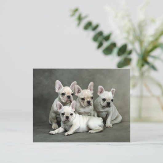 かわいいブルドフランスのッグの子犬たち ポストカード (スタンド正面)